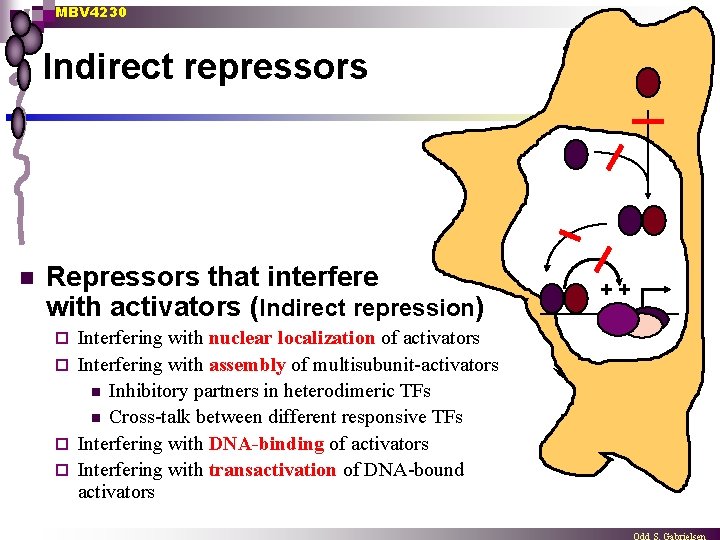 MBV 4230 Indirect repressors n Repressors that interfere with activators (Indirect repression) Interfering with