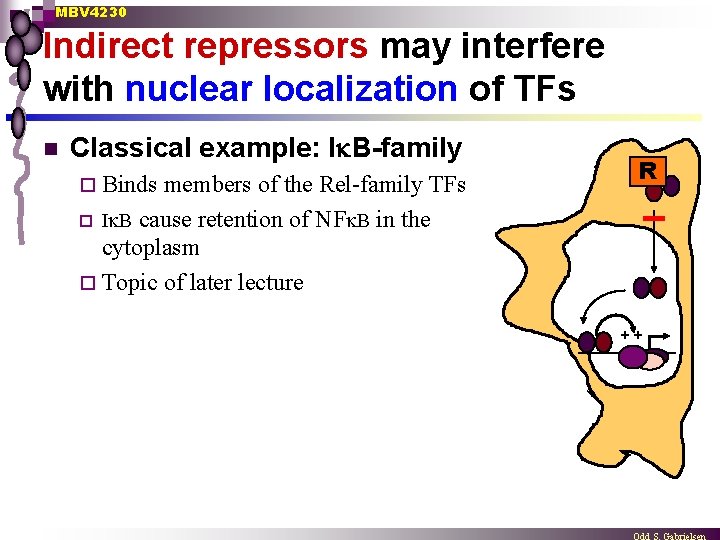 MBV 4230 Indirect repressors may interfere with nuclear localization of TFs n Classical example: