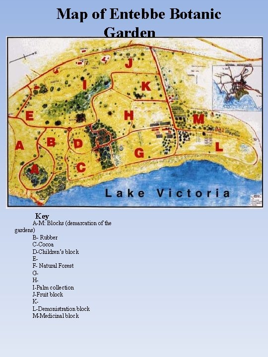 Map of Entebbe Botanic Garden Key A-M: Blocks (demarcation of the gardens) B- Rubber