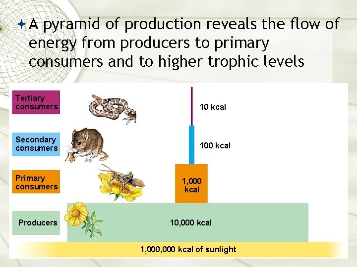  A pyramid of production reveals the flow of energy from producers to primary