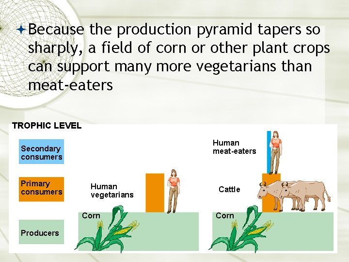  Because the production pyramid tapers so sharply, a field of corn or other