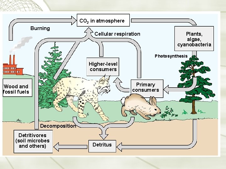 CO 2 in atmosphere Burning Cellular respiration Plants, algae, cyanobacteria Photosynthesis Higher-level consumers Primary