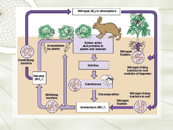 Nitrogen (N 2) in atmosphere Assimilation by plants Denitrifying bacteria Amino acids and proteins
