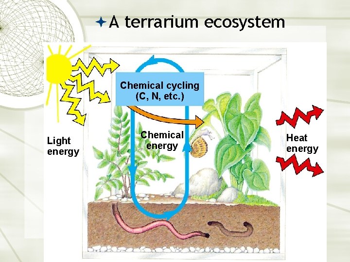  A terrarium ecosystem Chemical cycling (C, N, etc. ) Light energy Chemical energy
