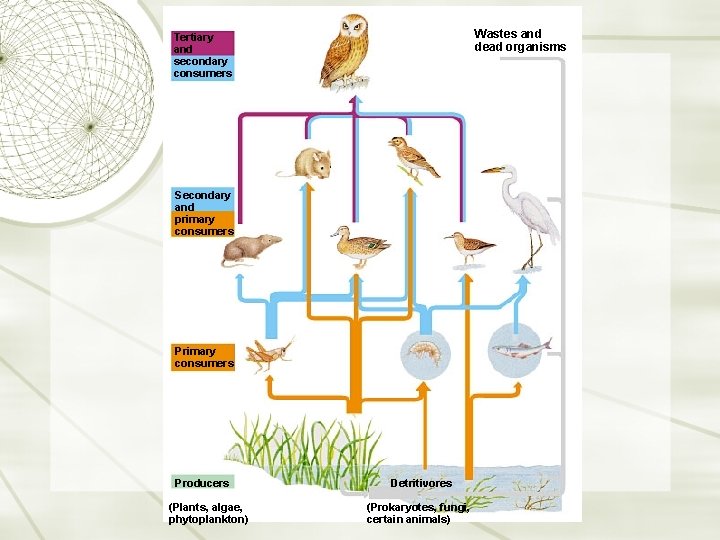 Wastes and dead organisms Tertiary and secondary consumers Secondary and primary consumers Producers (Plants,