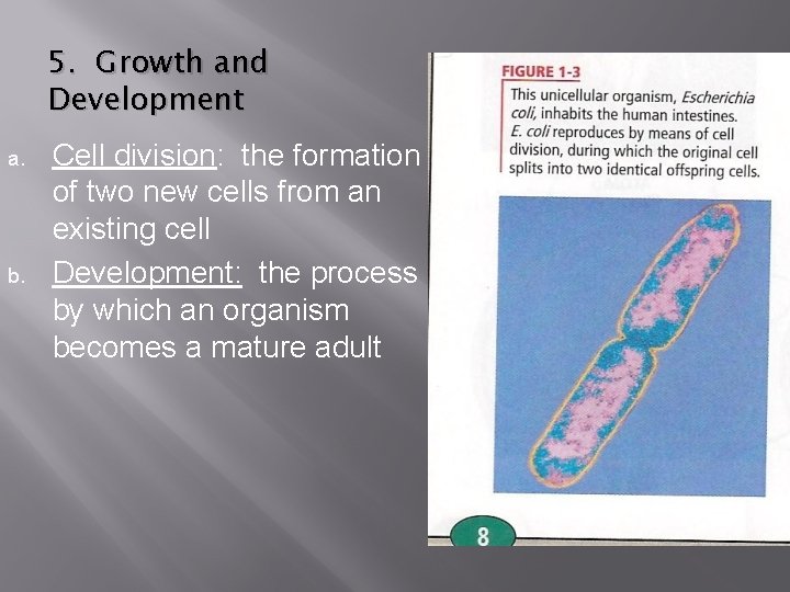 5. Growth and Development a. b. Cell division: the formation of two new cells