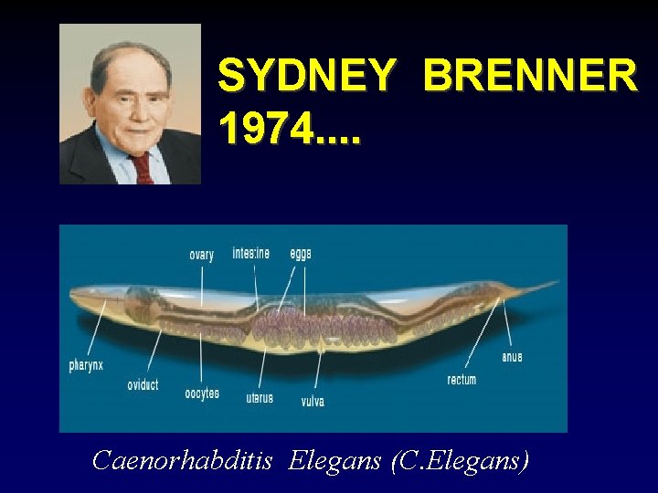 SYDNEY BRENNER 1974. . Caenorhabditis Elegans (C. Elegans) 