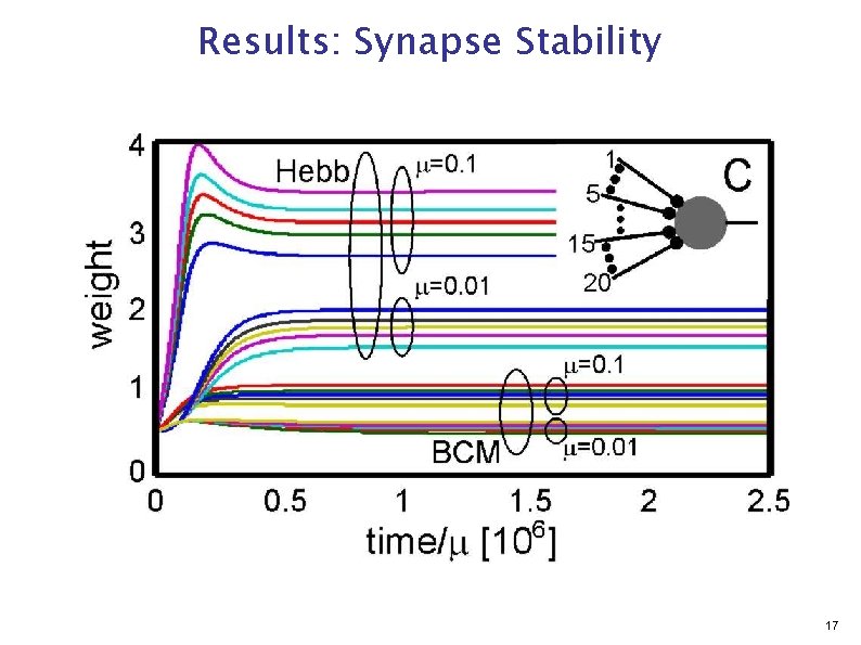 Results: Synapse Stability 17 