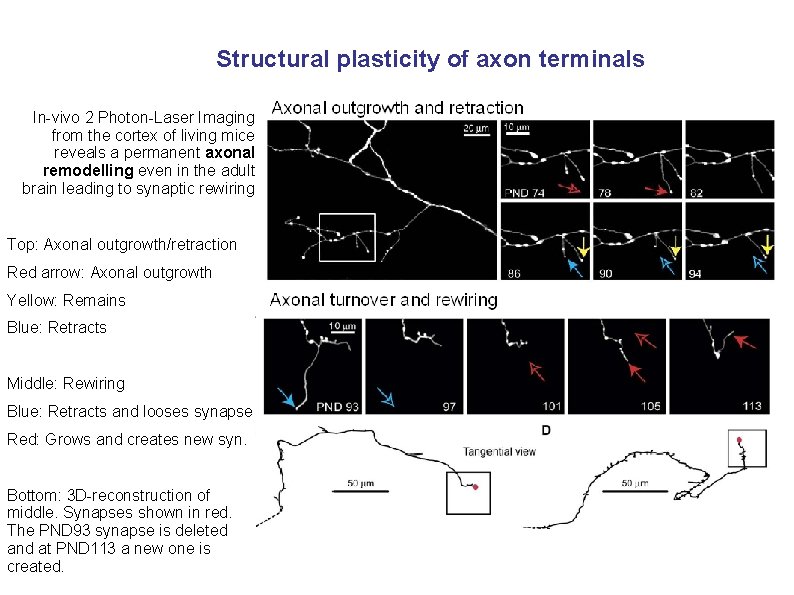 Structural plasticity of axon terminals In-vivo 2 Photon-Laser Imaging from the cortex of living
