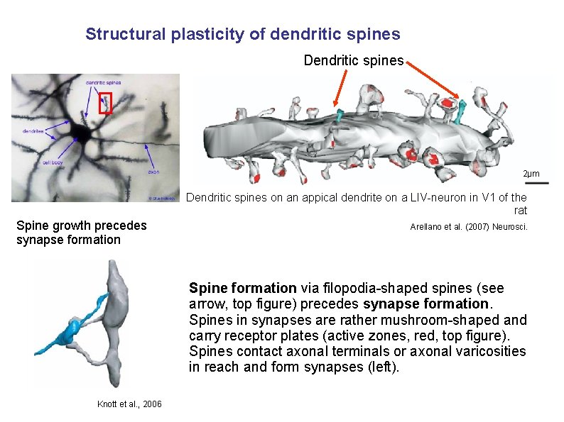 Structural plasticity of dendritic spines Dendritic spines 2μm Dendritic spines on an appical dendrite