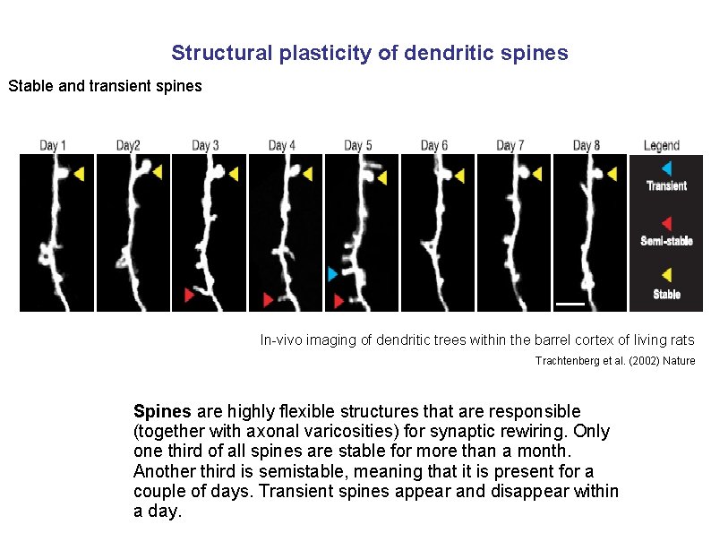 Structural plasticity of dendritic spines Stable and transient spines In-vivo imaging of dendritic trees