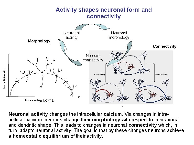 Activity shapes neuronal form and connectivity Morphology Neuronal activity Neuronal morphology Connectivity Network connectivity