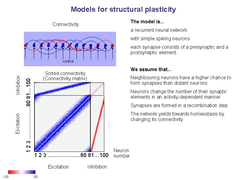 Models for structural plasticity The model is. . . Connectivity a recurrent neural network