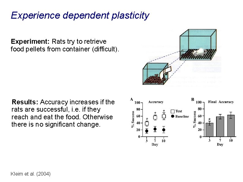 Experience dependent plasticity Experiment: Rats try to retrieve food pellets from container (difficult). Results: