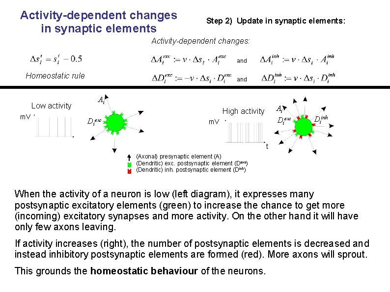 Activity-dependent changes in synaptic elements Step 2) Update in synaptic elements: Activity-dependent changes: and