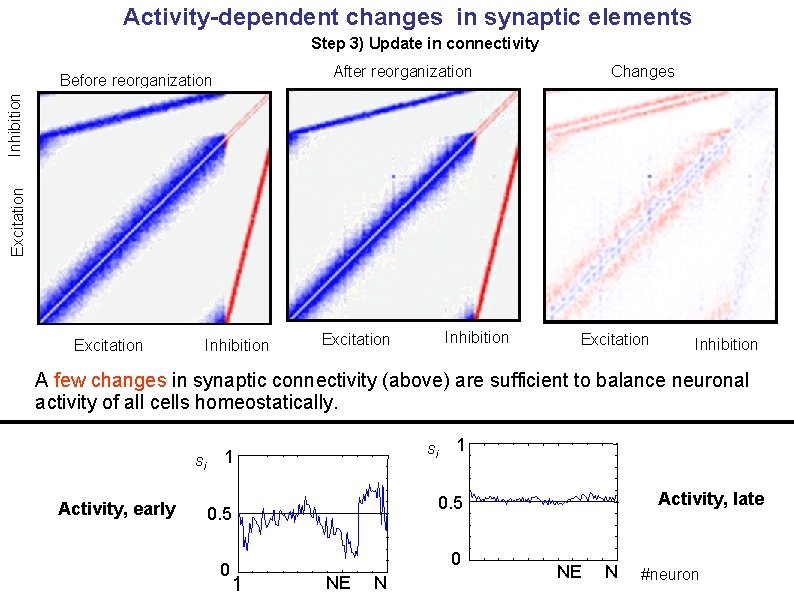 Activity-dependent changes in synaptic elements Step 3) Update in connectivity After reorganization Changes Excitation