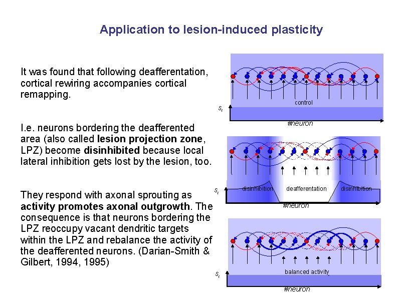 Application to lesion-induced plasticity It was found that following deafferentation, cortical rewiring accompanies cortical