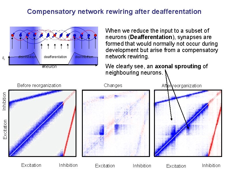 Compensatory network rewiring after deafferentation si disinhibition deafferentation disinhibition When we reduce the input