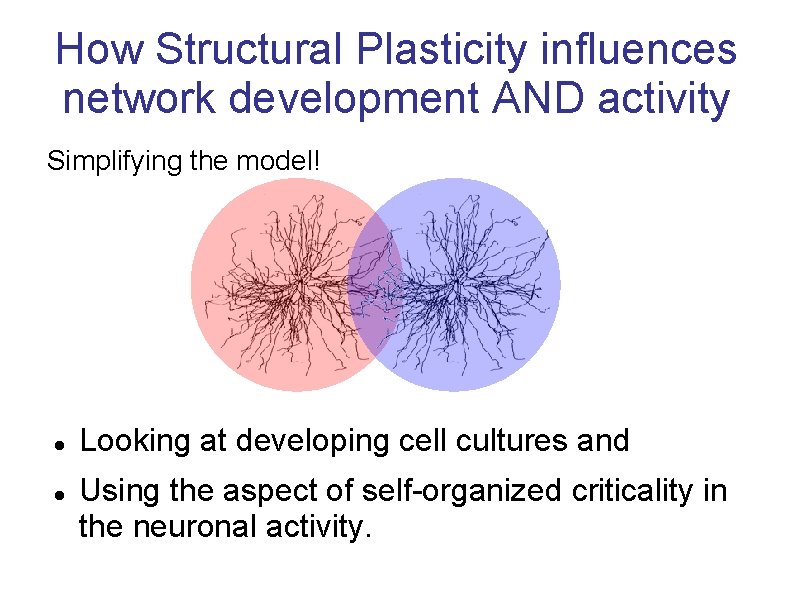 How Structural Plasticity influences network development AND activity Simplifying the model! Looking at developing