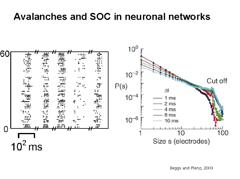 Avalanches and SOC in neuronal networks Beggs and Plenz, 2003 