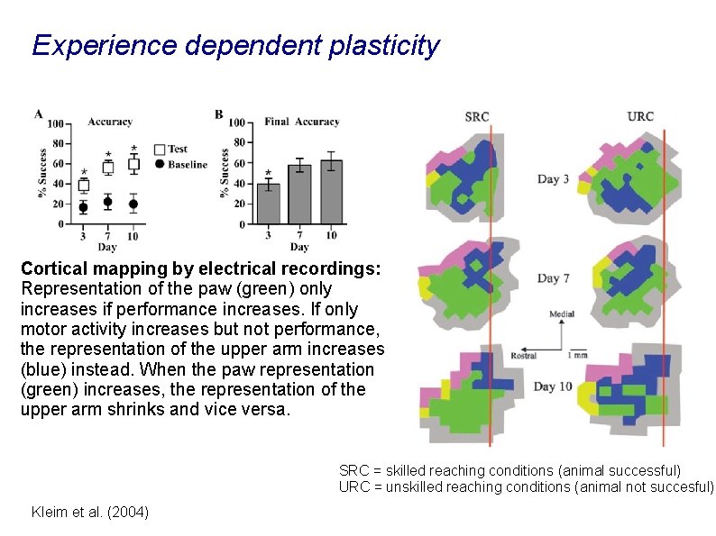 Experience dependent plasticity Cortical mapping by electrical recordings: Representation of the paw (green) only