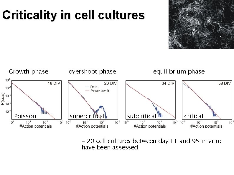 Criticality in cell cultures Growth phase Poisson overshoot phase supercritical equilibrium phase subcritical -