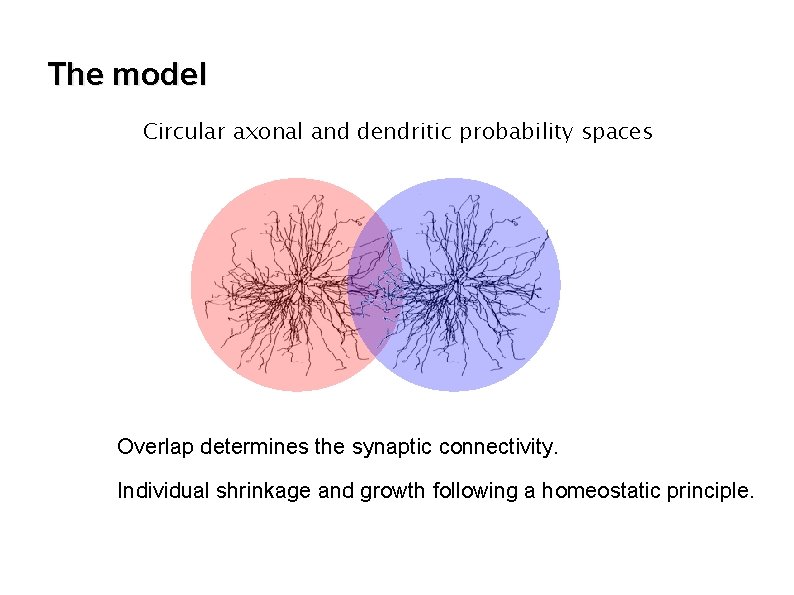 The model Circular axonal and dendritic probability spaces Overlap determines the synaptic connectivity. Individual