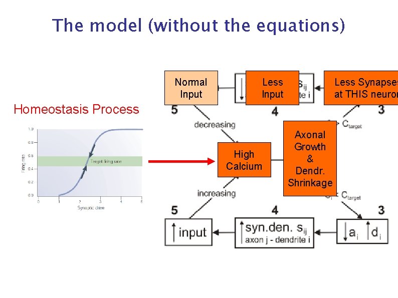 The model (without the equations) Normal Input Less Synapses at THIS neuron Homeostasis Process