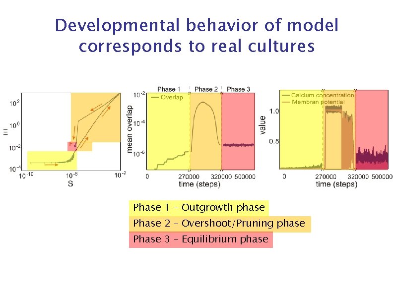 Developmental behavior of model corresponds to real cultures Phase 1 – Outgrowth phase Phase