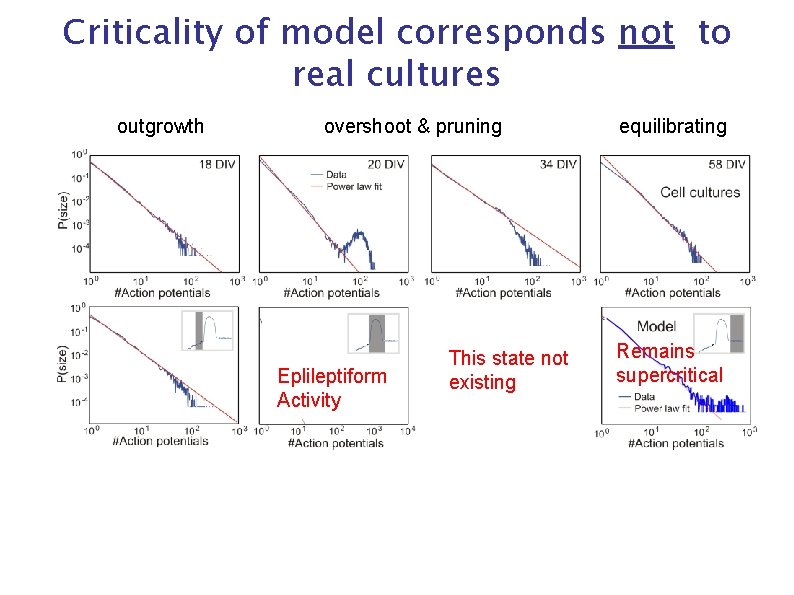 Criticality of model corresponds not to real cultures outgrowth overshoot & pruning Eplileptiform Activity
