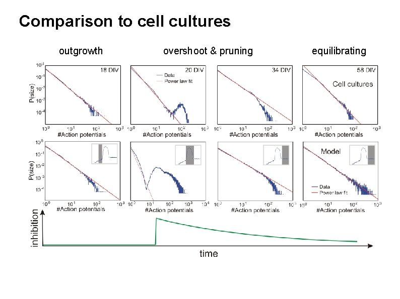 Comparison to cell cultures outgrowth overshoot & pruning equilibrating 