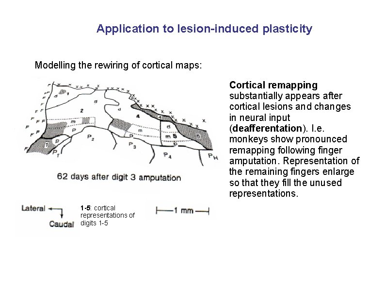 Application to lesion-induced plasticity Modelling the rewiring of cortical maps: Cortical remapping substantially appears