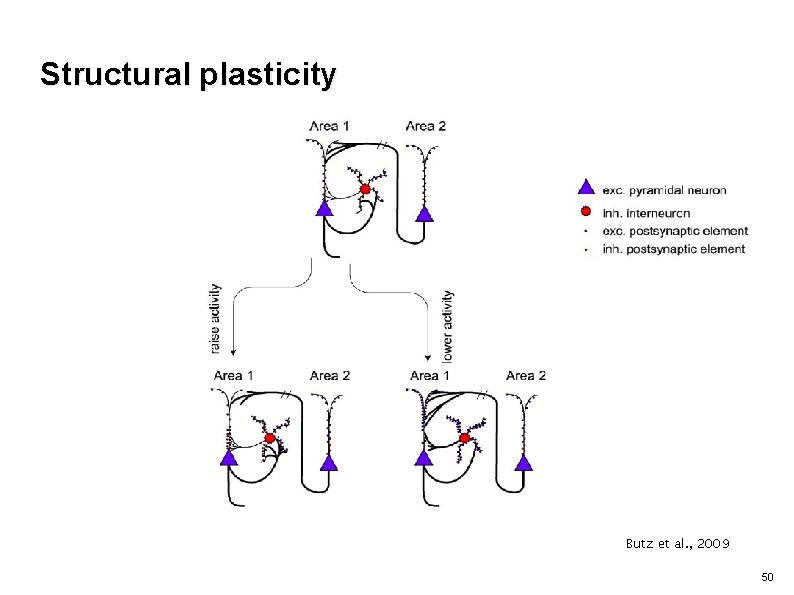 Structural plasticity Butz et al. , 2009 50 