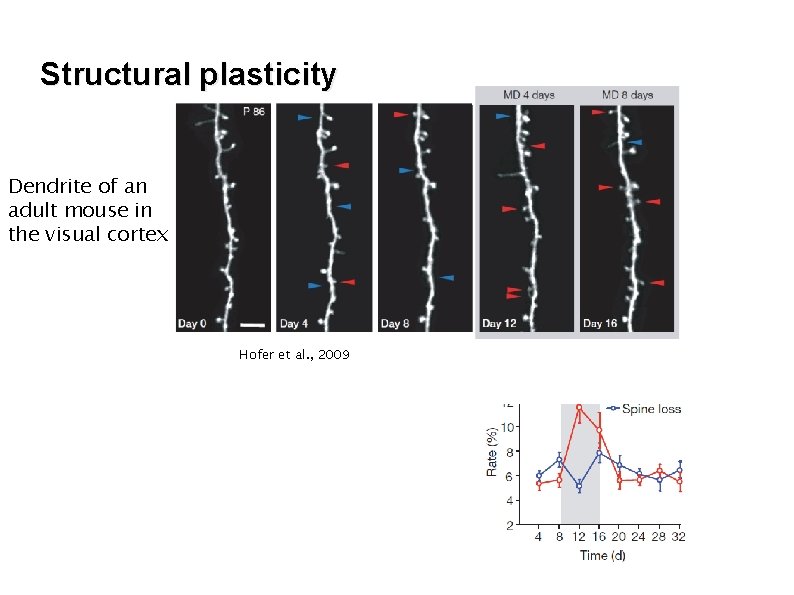 Structural plasticity Dendrite of an adult mouse in the visual cortex Hofer et al.