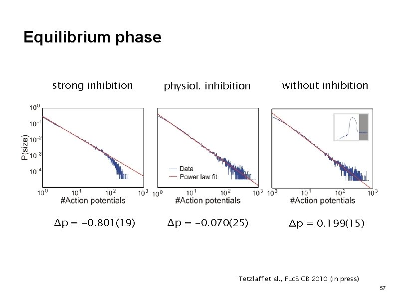 Equilibrium phase strong inhibition physiol. inhibition without inhibition Δp = -0. 801(19) Δp =