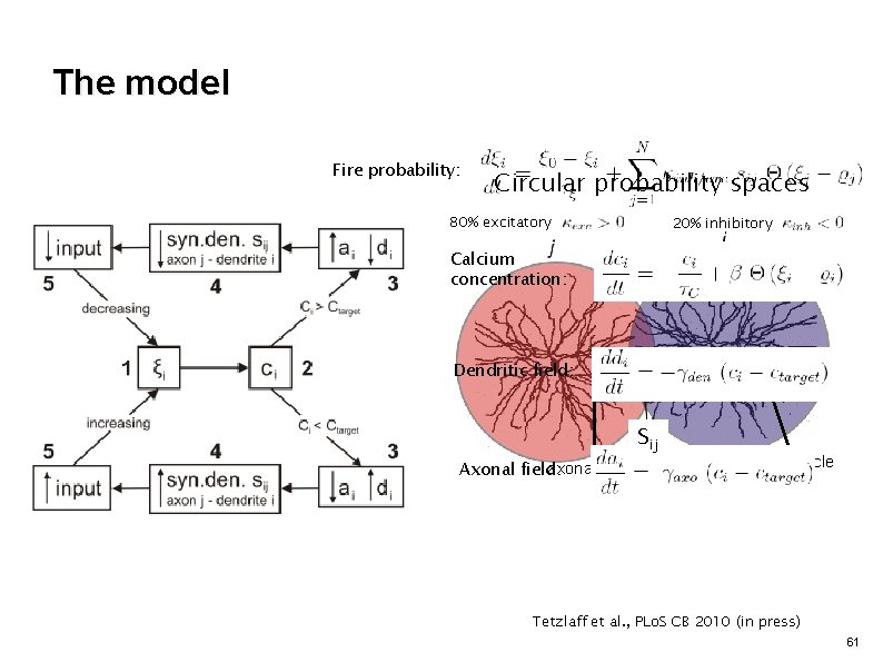 The model Fire probability: Circular probability spaces 80% excitatory 20% inhibitory Calcium concentration: Dendritic