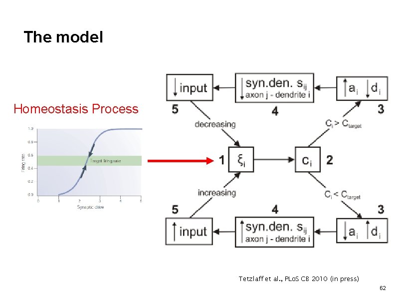 The model Homeostasis Process Tetzlaff et al. , PLo. S CB 2010 (in press)