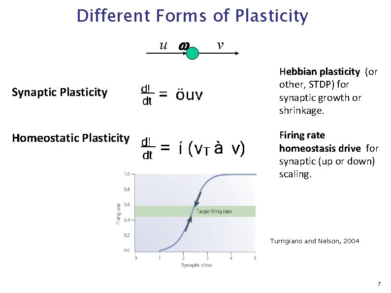 Different Forms of Plasticity u w Synaptic Plasticity Homeostatic Plasticity v Hebbian plasticity (or