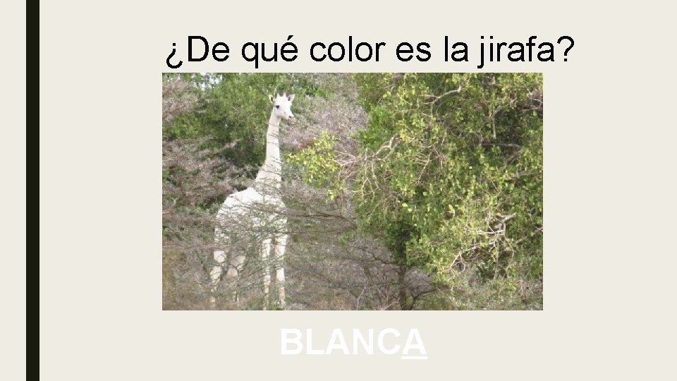 ¿De qué color es la jirafa? BLANCA 