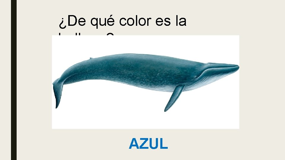¿De qué color es la ballena? AZUL 
