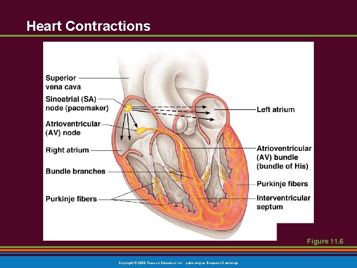 Heart Contractions Figure 11. 6 Copyright © 2009 Pearson Education, Inc. , publishing as