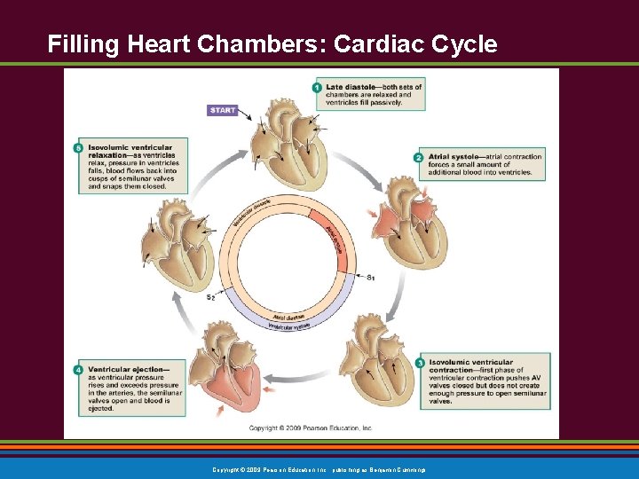 Filling Heart Chambers: Cardiac Cycle Copyright © 2009 Pearson Education, Inc. , publishing as