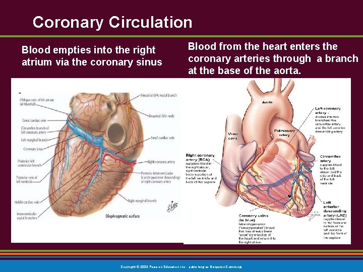 Coronary Circulation Blood empties into the right atrium via the coronary sinus Blood from