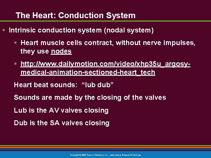 The Heart: Conduction System § Intrinsic conduction system (nodal system) § Heart muscle cells
