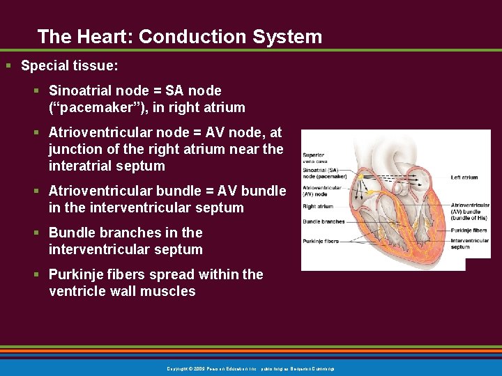 The Heart: Conduction System § Special tissue: § Sinoatrial node = SA node (“pacemaker”),