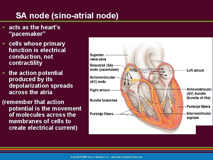 SA node (sino-atrial node) § acts as the heart’s “pacemaker” § cells whose primary