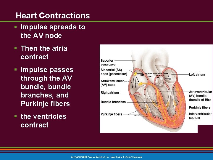 Heart Contractions § Impulse spreads to the AV node § Then the atria contract
