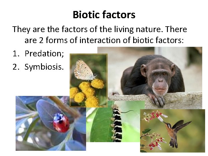 Biotic factors They are the factors of the living nature. There are 2 forms