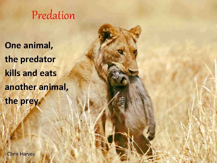 Predation One animal, the predator kills and eats another animal, the prey. 