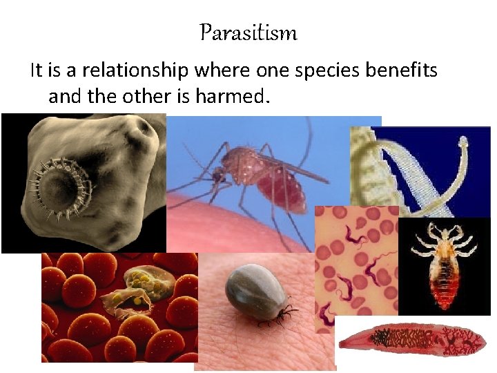 Parasitism It is a relationship where one species benefits and the other is harmed.